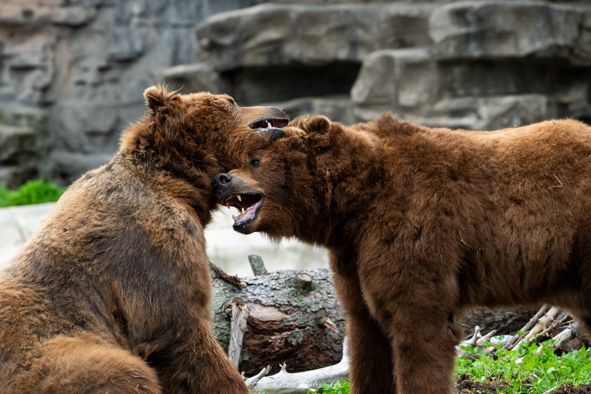Two grizzly bears play-fighting in naturalistic enclosure at the Detroit Zoo